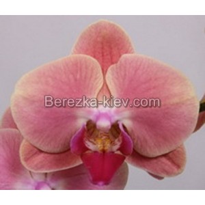 Орхидея 2 ветки (Marigold)